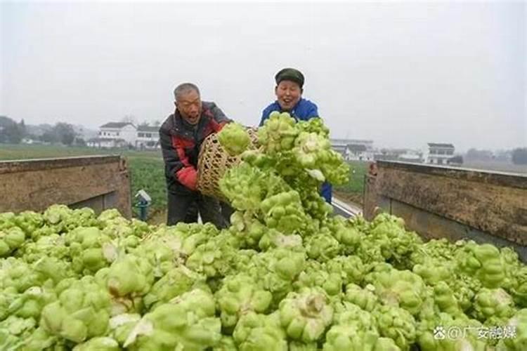 重庆涪陵榨菜的原料是什么