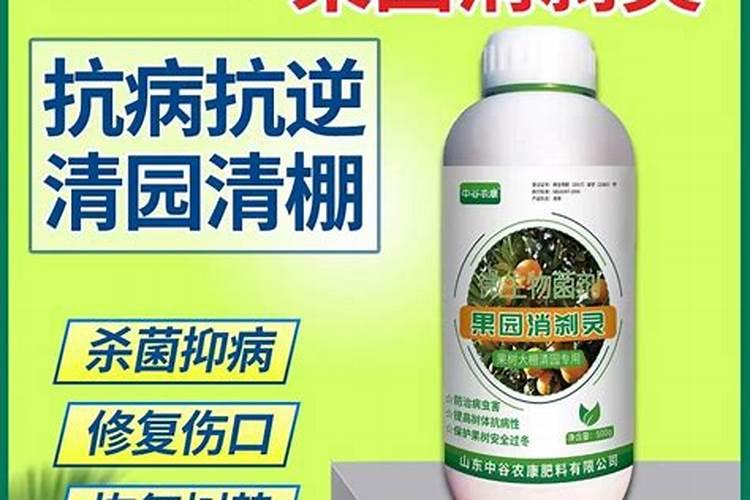 大棚甜瓜的种植方法是什么 大棚甜瓜的种植方法