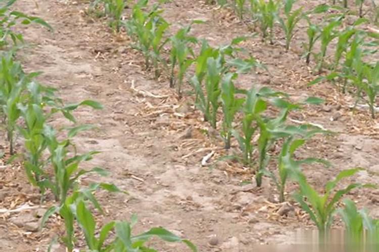 怎样自制磷钾有机肥料、高磷钾肥料有哪些