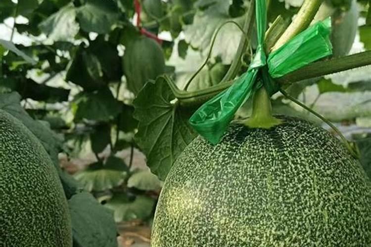 高磷高钾复合肥有什么作用