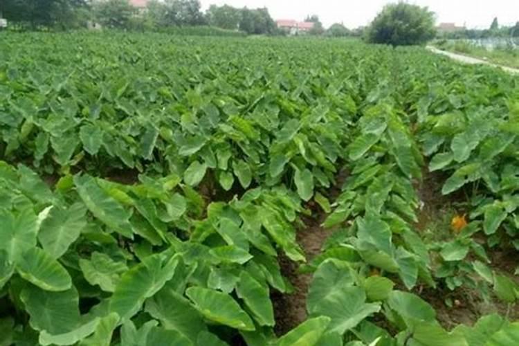 芋头7月施肥方法