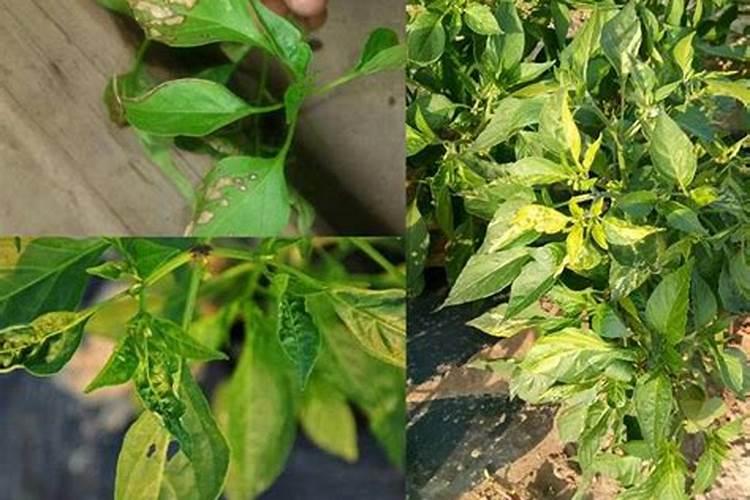 种植辣椒时施肥不当,会造成哪些后果？