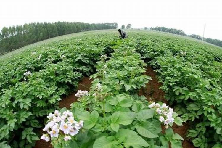 要想兰花长得快需要施什么肥