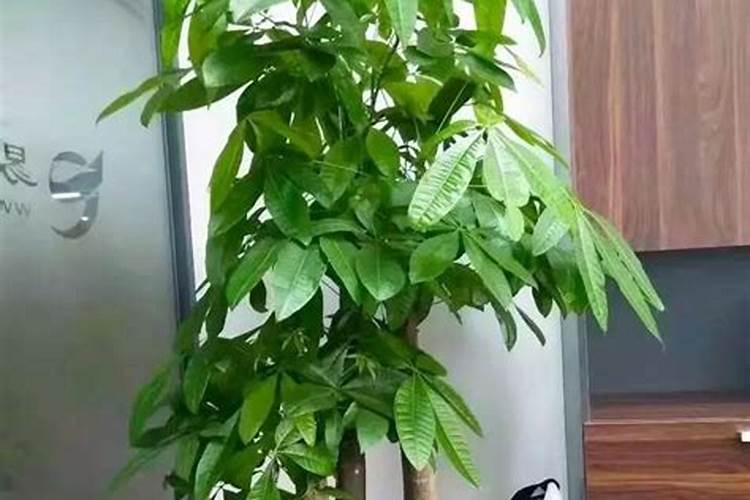 怎样使发财树叶子更绿