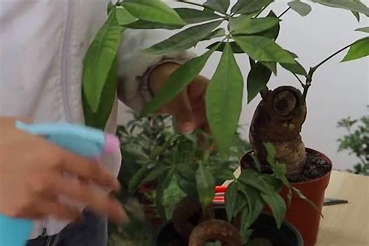 发财树如何施肥