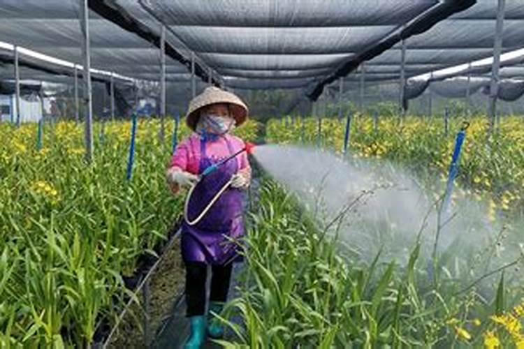 兰花用什么肥料最好