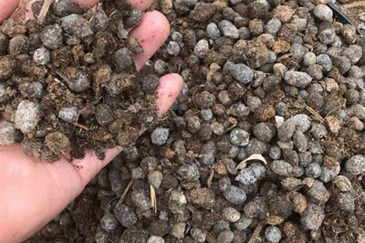 选用农家肥的时候,猪粪和鸡粪哪个更好？