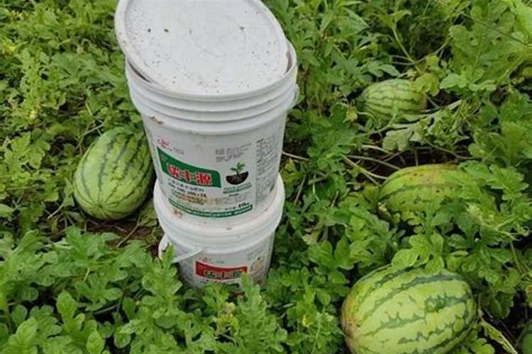 水溶肥多久能吸收