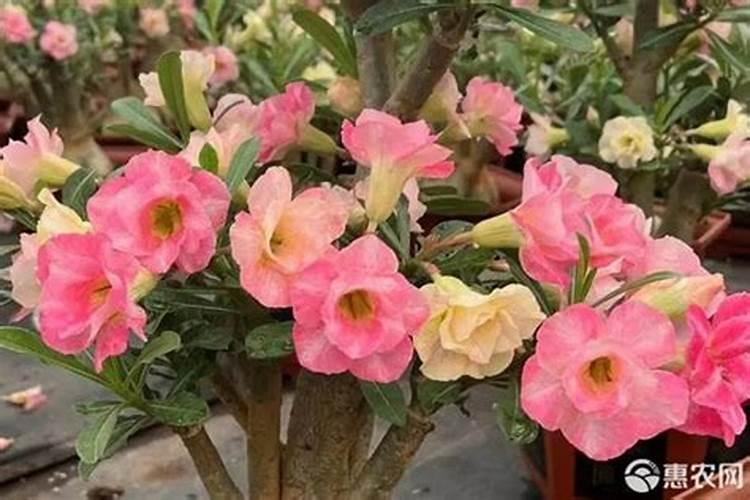 花土栽多久可以施肥？