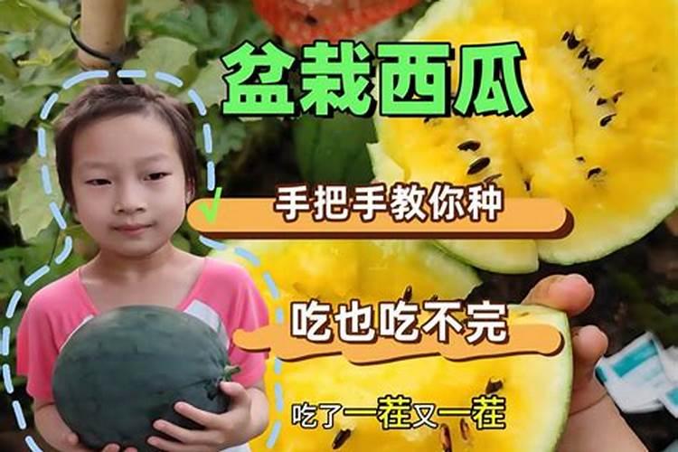 西瓜能用171717含氯化钾的平衡肥吗