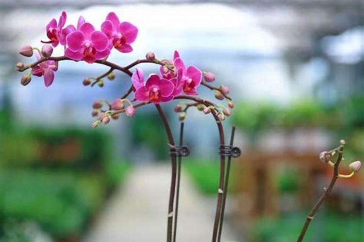 蝴蝶兰叶面多久施肥 蝴蝶兰叶面需要多久施肥？