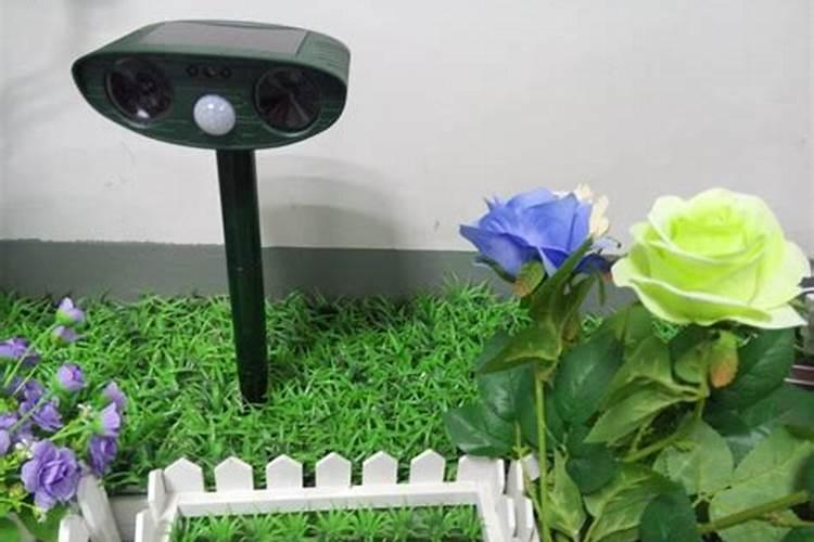 太阳花施什么肥才能花大叶盛？