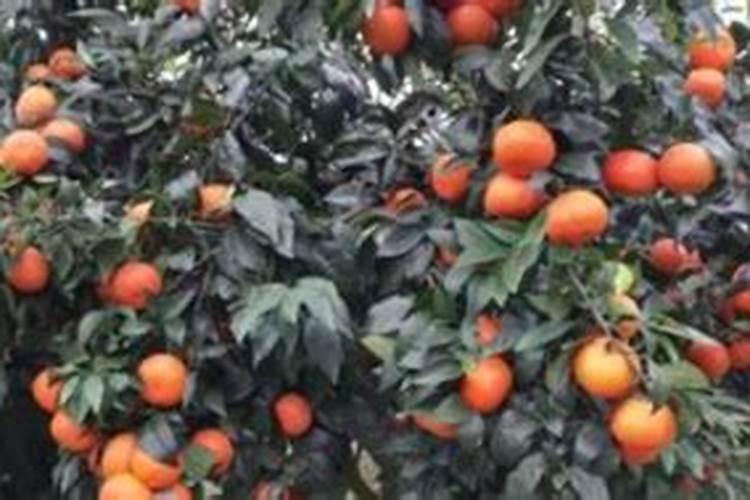 沃柑十月份该放什么肥料