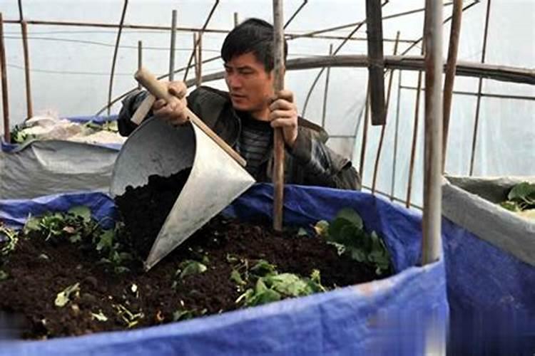 兔子粪发酵有机肥做花卉肥料可以么不会烧根吧