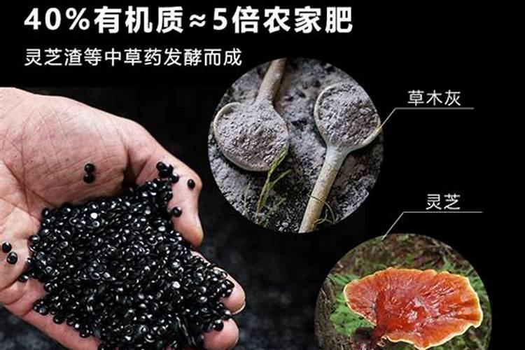 这是什么蘑菇？像平菇一样柄在一侧,椭圆形像扇子,白色,宽25厘米,长30厘...