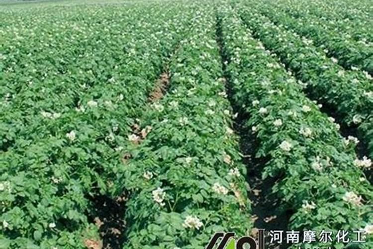 土豆施肥时间和方法