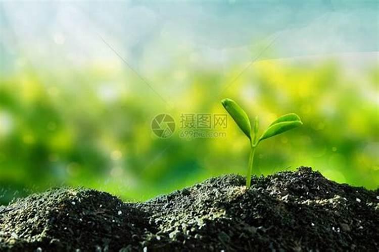 三个20的平衡水溶肥什么时候使用