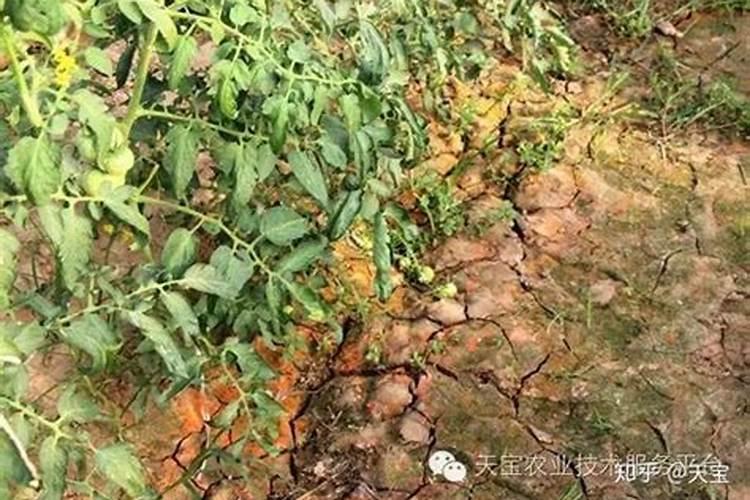 土壤发红怎么调理