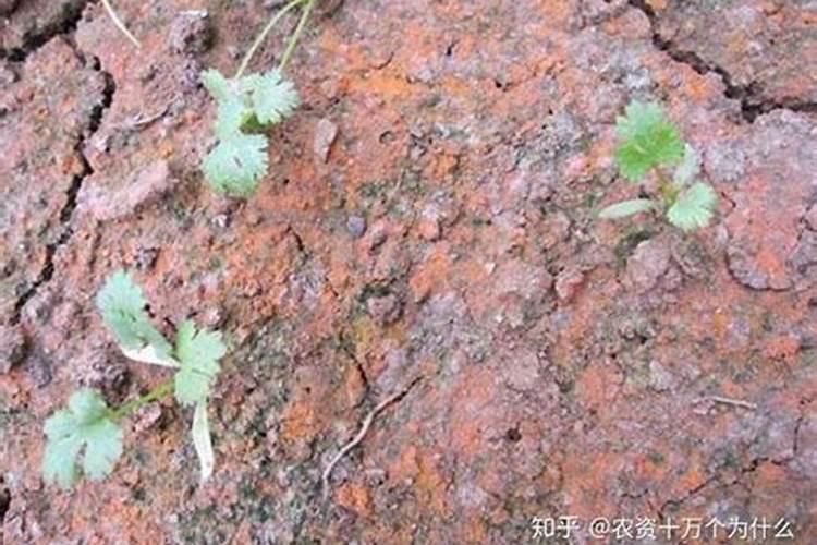 大棚土壤变红想要调理,应该如何调理呢？