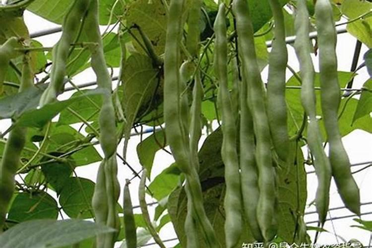 芸豆喜欢什么叶面肥