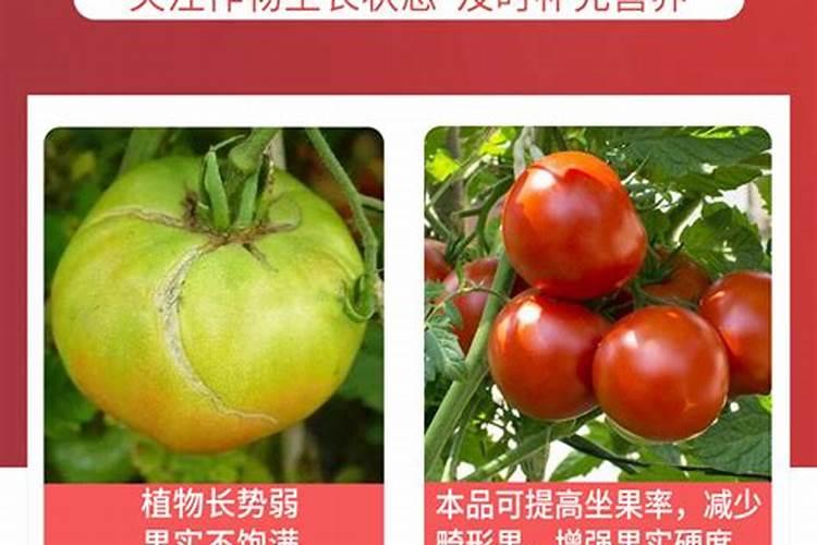 为啥卖家的果树果多多买回来就养不结果啦