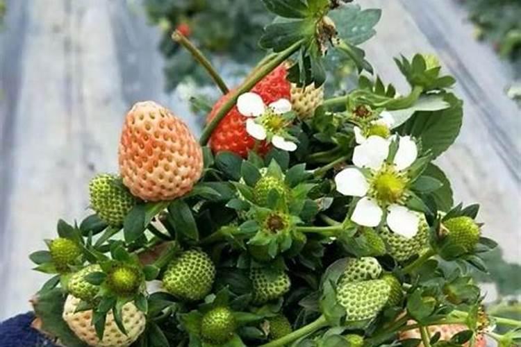 草莓膨果期用什么化肥好？草莓保花保果用什么水溶肥好？