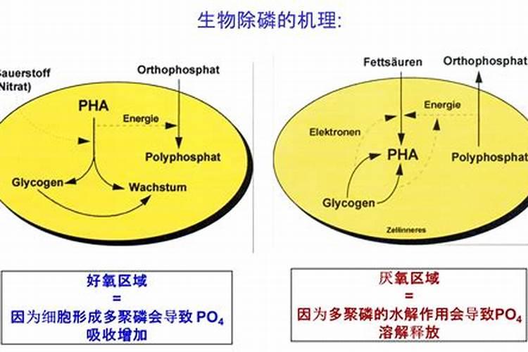 环境微生物的判断题:厌氧环境下,不溶性固体有机大分子物质可以被微生...