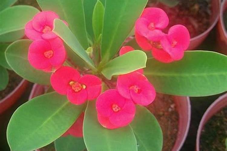 虎刺梅夏天的养殖方法和注意事项