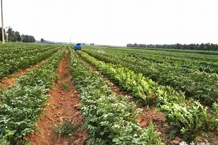 农作物不重视补钙容易出现哪些生理病害？如何提前防范？