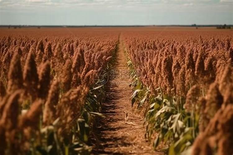 种植高粱用什么化肥