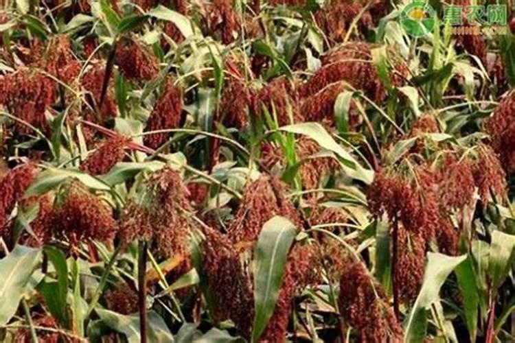 种植高粱都是需要用什么肥料？