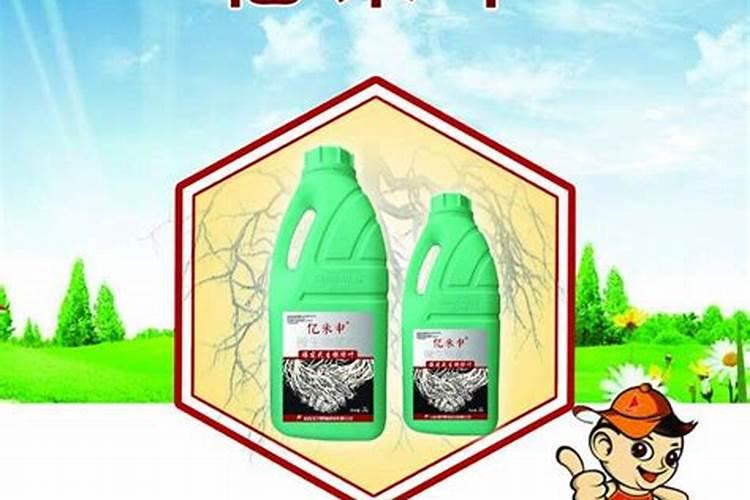 什么肥料生根最快最好