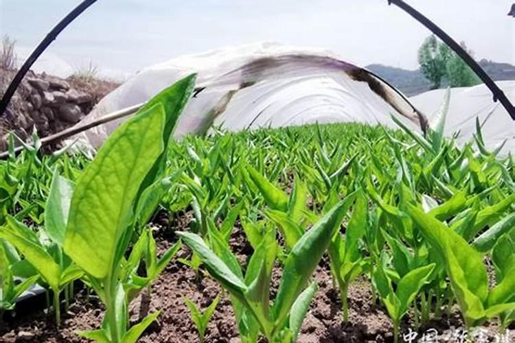 半夏豆什么时间播种