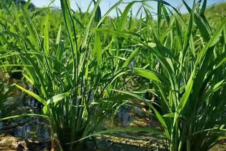 氮肥钾肥磷肥的作用口诀