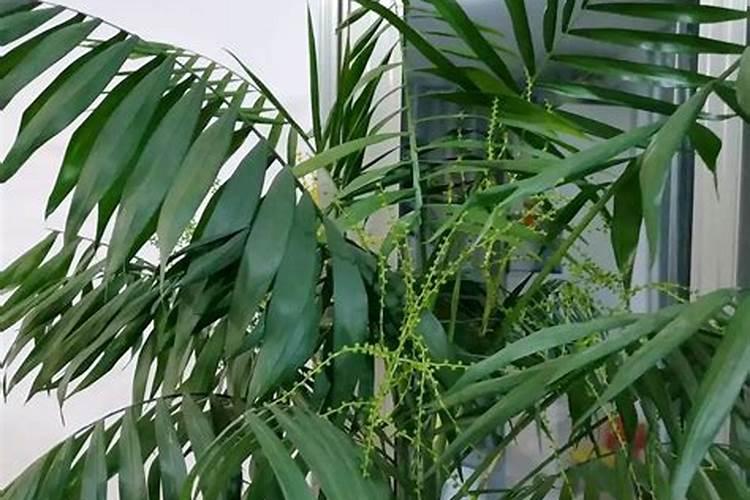 袖珍椰子浇什么肥料合适