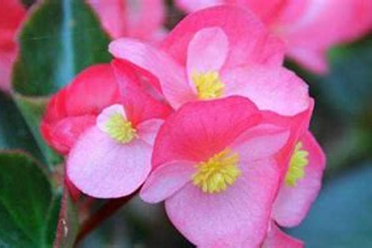 花树什么时候施肥最好