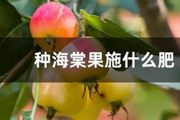 如何矮化海棠树