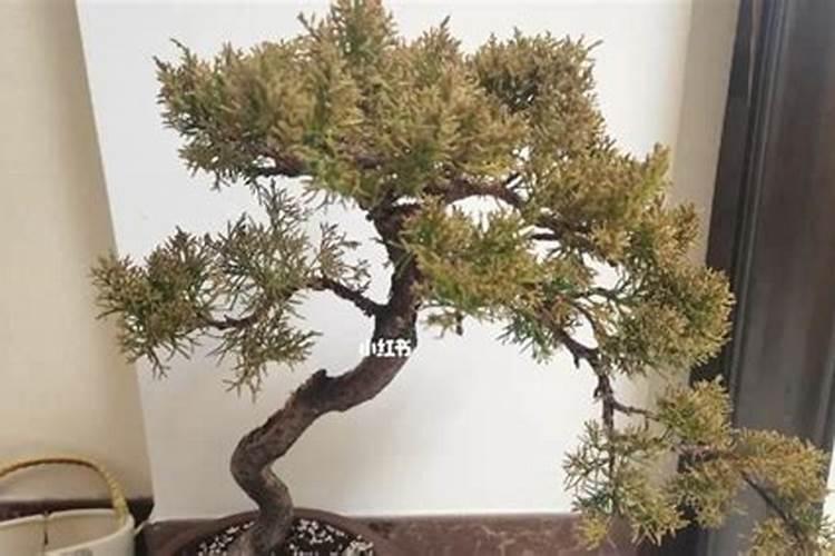 真柏叶子发黄怎么办