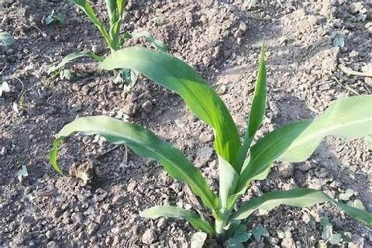 玉米苗期发红是什么情况(玉米幼苗叶子变红是什么原因)