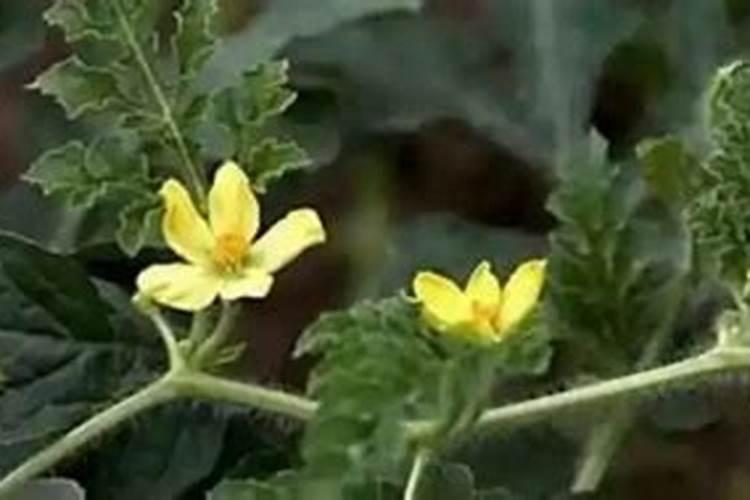 在西瓜开花坐瓜期的时候,怎样缓解裂瓜、早衰问题？