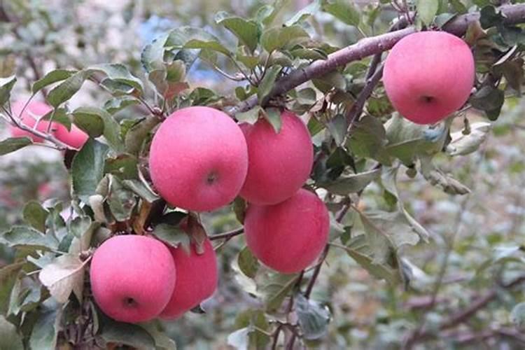 萝卜施肥禁忌 萝卜施肥禁忌有哪些