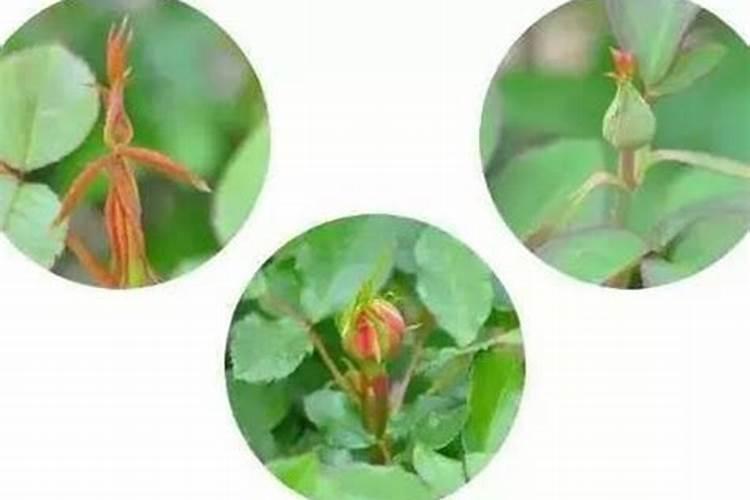 胡萝卜种植施肥与浇水方法(胡萝卜种植后什么时间浇水好)