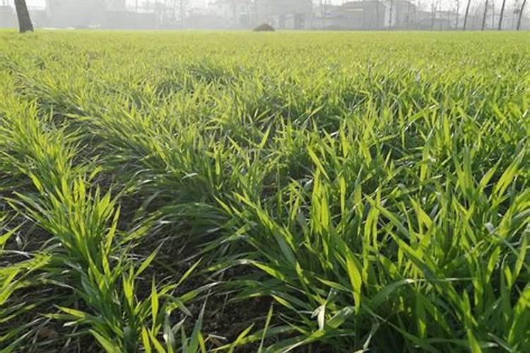 小麦拔节期用什么肥料好