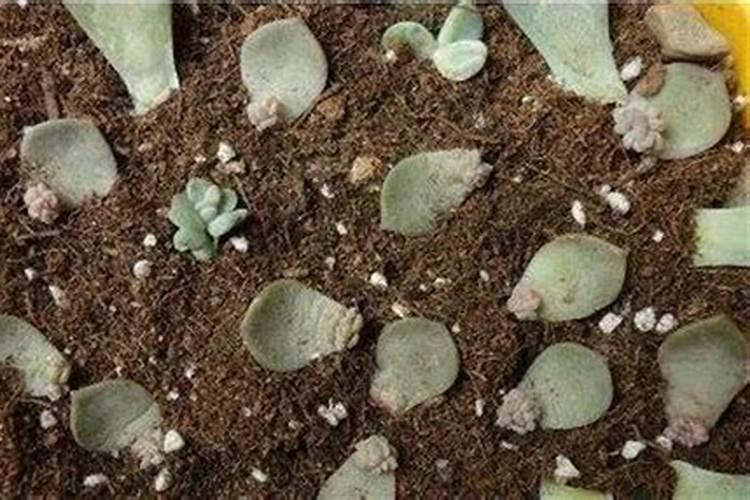 红宝石罗汉松怎么养护和浇水？