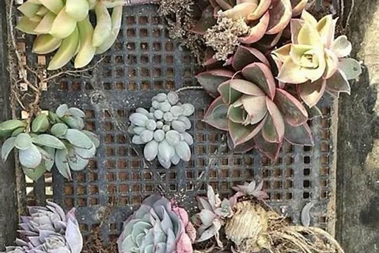 刚服盆成功的月季小苗该怎么管理？