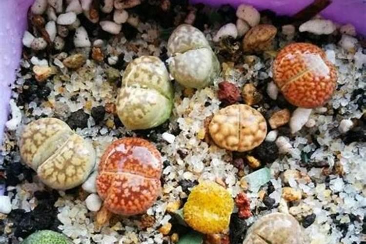 月季小苗服盆后施什么肥