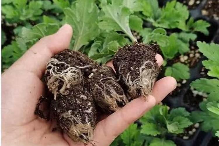 吊兰换盆后多久浇水一次