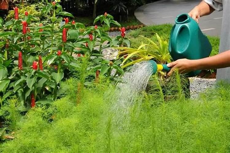 新上盆的兰花多久可以施肥 用什么肥料合适