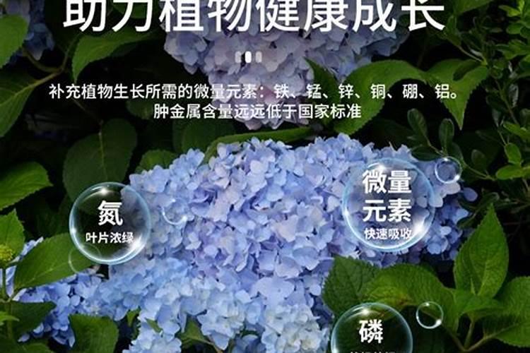 家养的八仙花怎么施磷酸二氢钾？具体如何操作？
