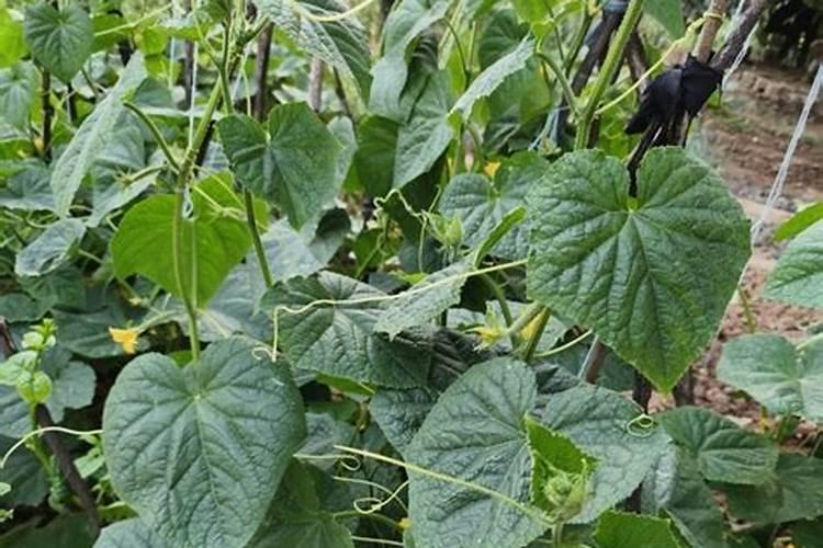 怎样种植黄瓜